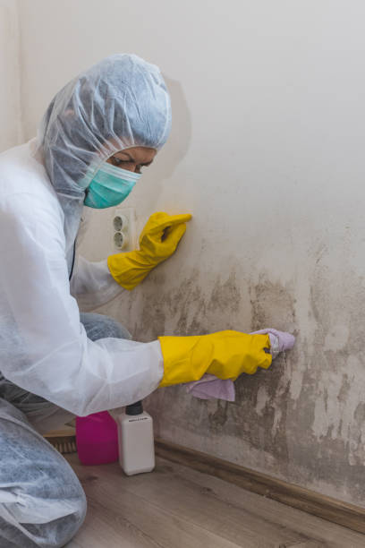 Best Mold Prevention Services  in Roseto, PA