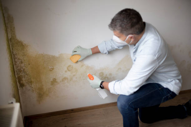 Best HVAC Mold Inspection and Cleaning  in Roseto, PA