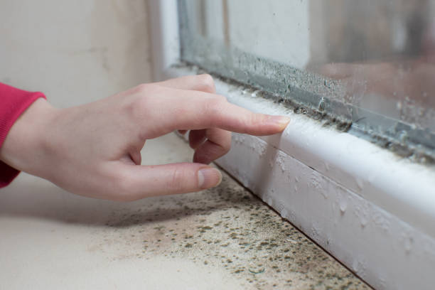 Best Biohazard Mold Removal  in Roseto, PA